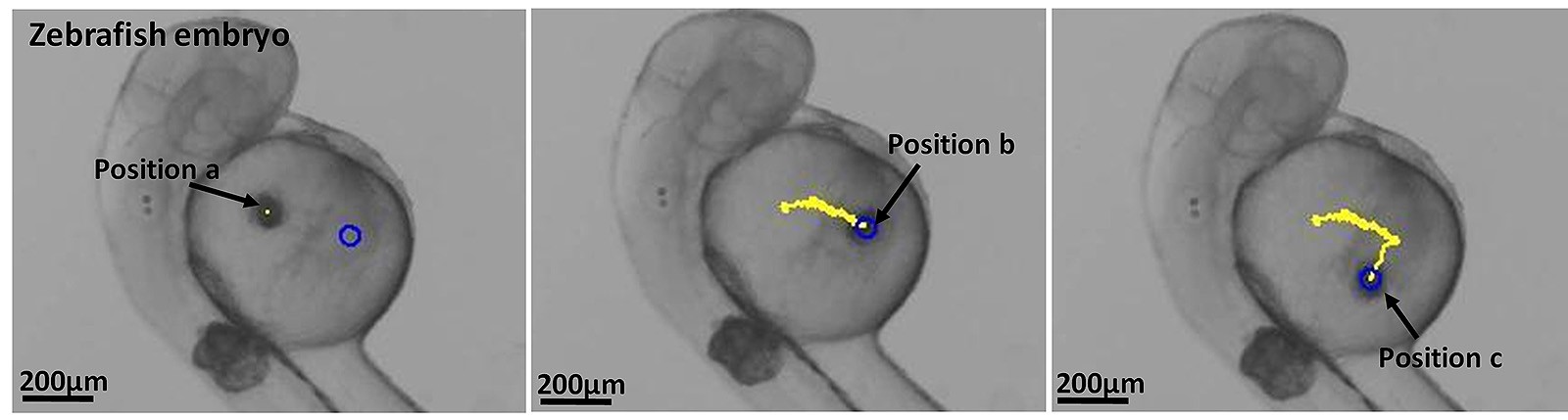 Time lapsed images of the microrobot moving in the yolk of a zebrafish embryo.