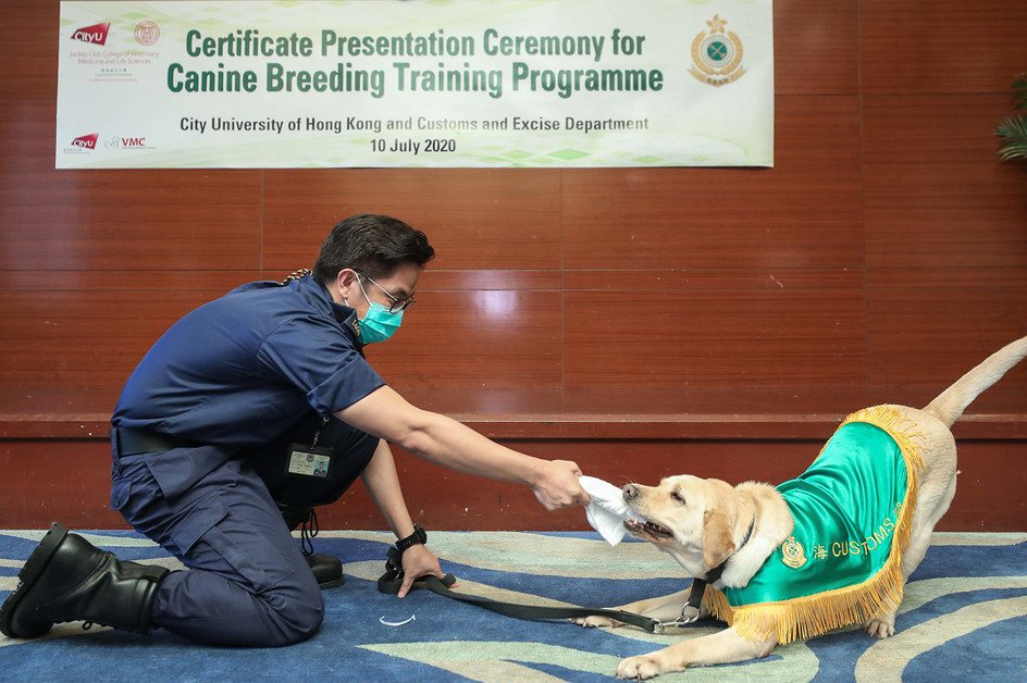 CityU organises canine breeding programme for HK Customs
