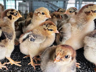 Deep learning tool improves chicken welfare by identifying distress calls