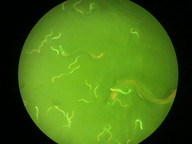 C. elegans 