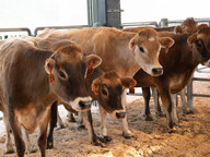 Newly arrived CityU cattle set to produce ice cream and milk early next year