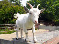 Goats can distinguish happy from angry individuals by human voice alone
