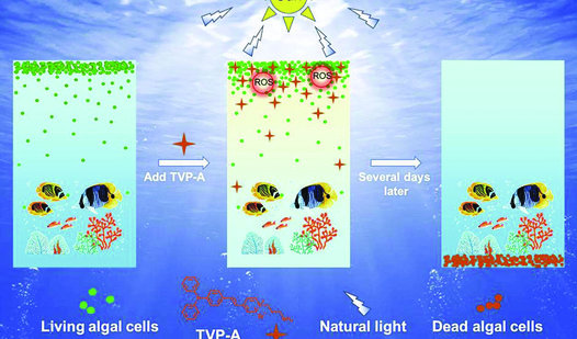 Photodynamic control of harmful algal blooms-cmyk