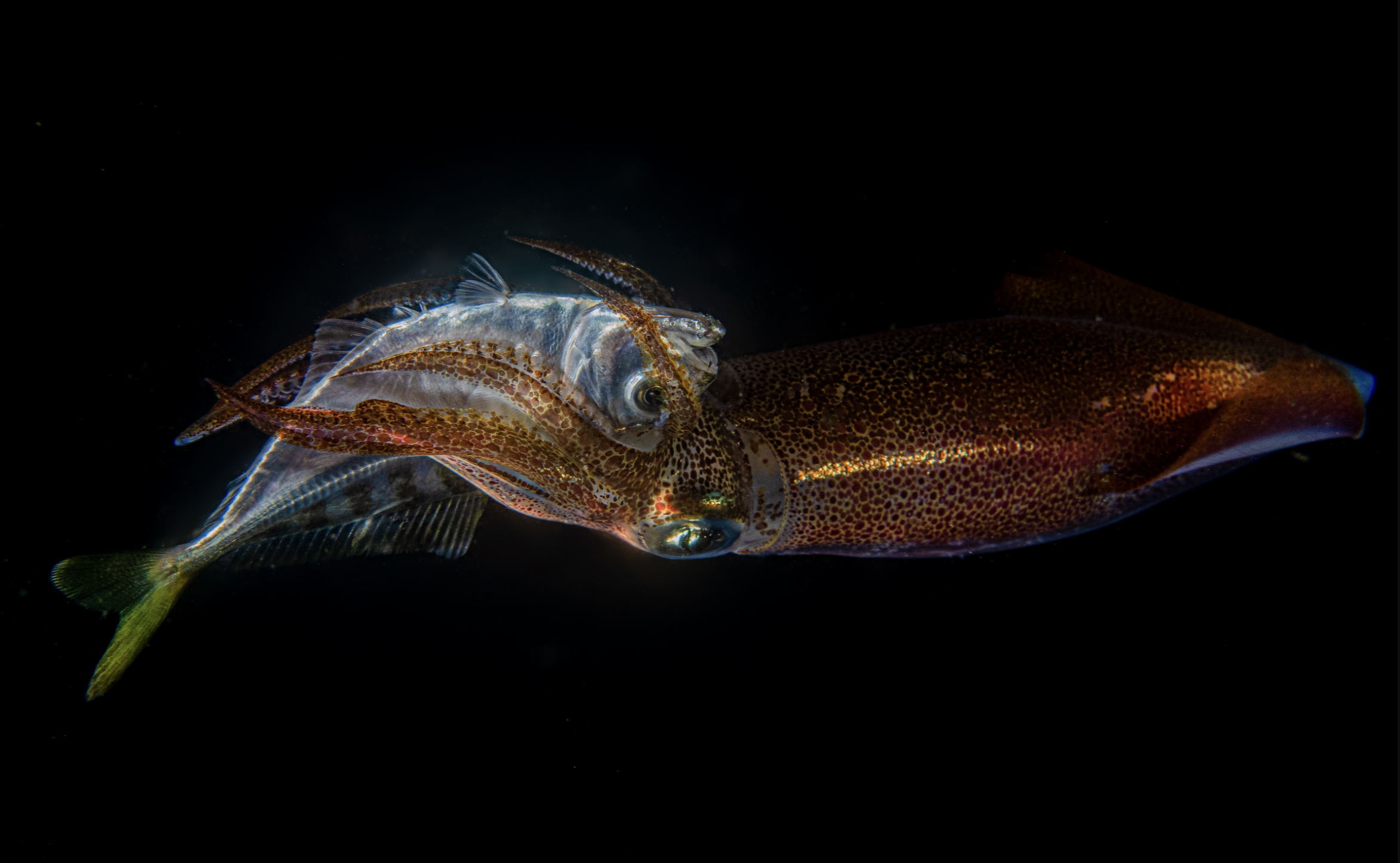 Underwater photo competition