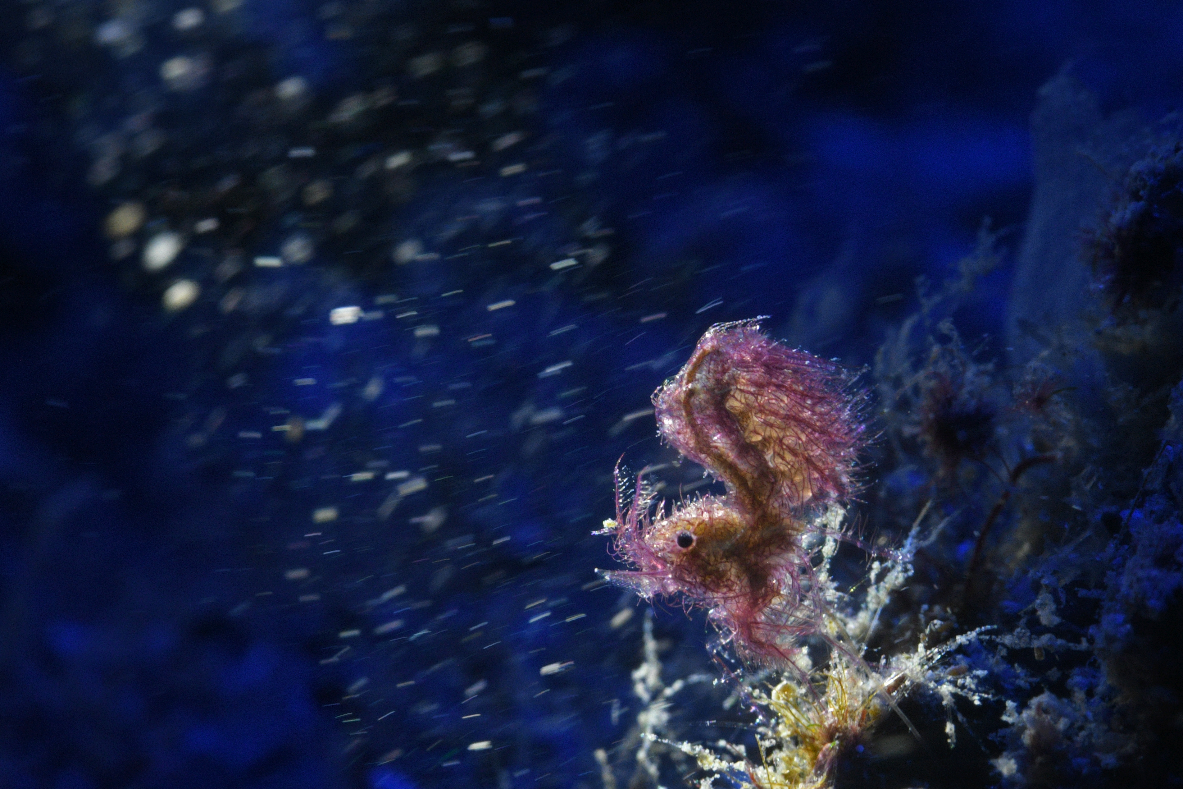 Underwater photo competition