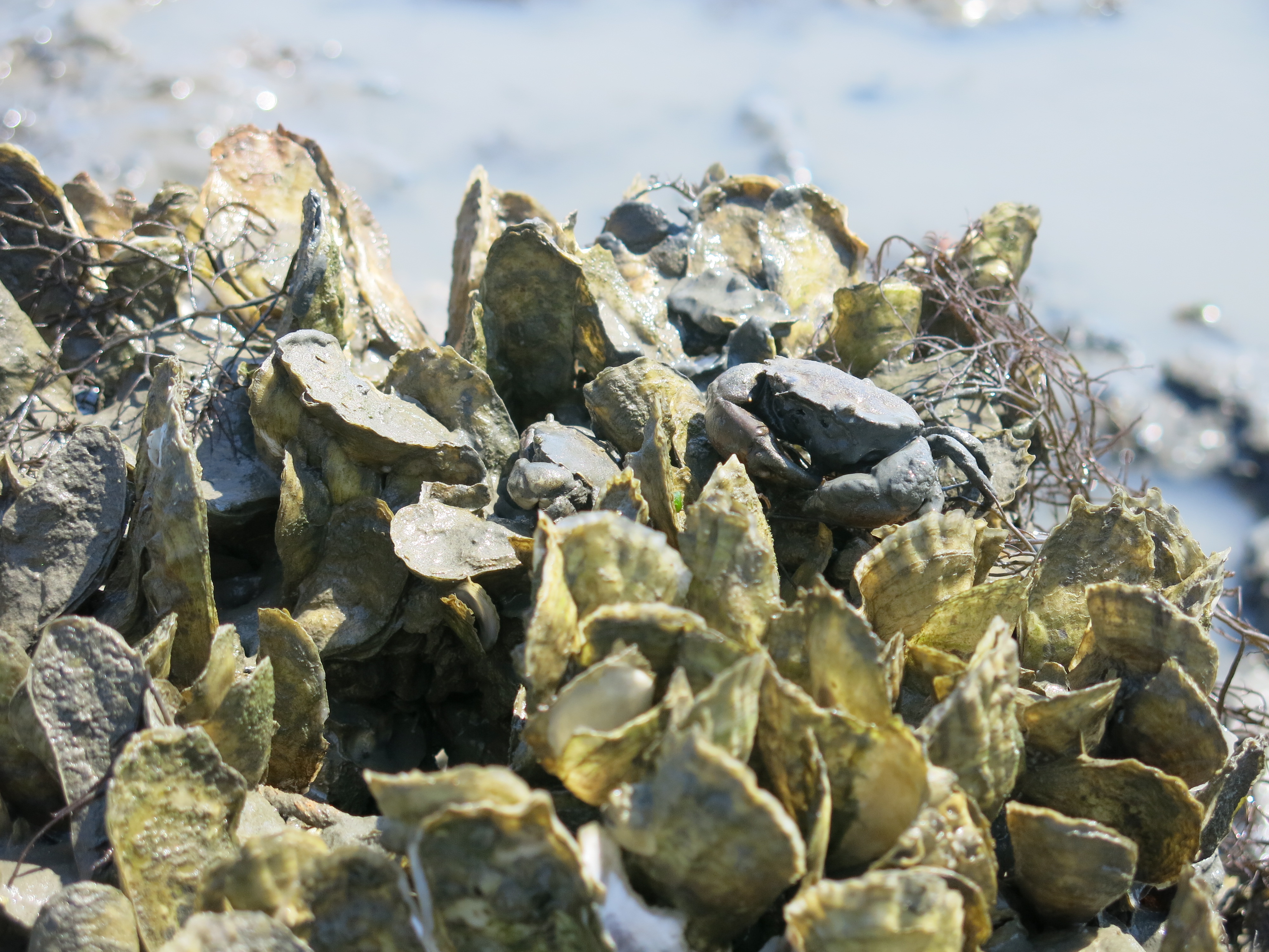 Oyster project