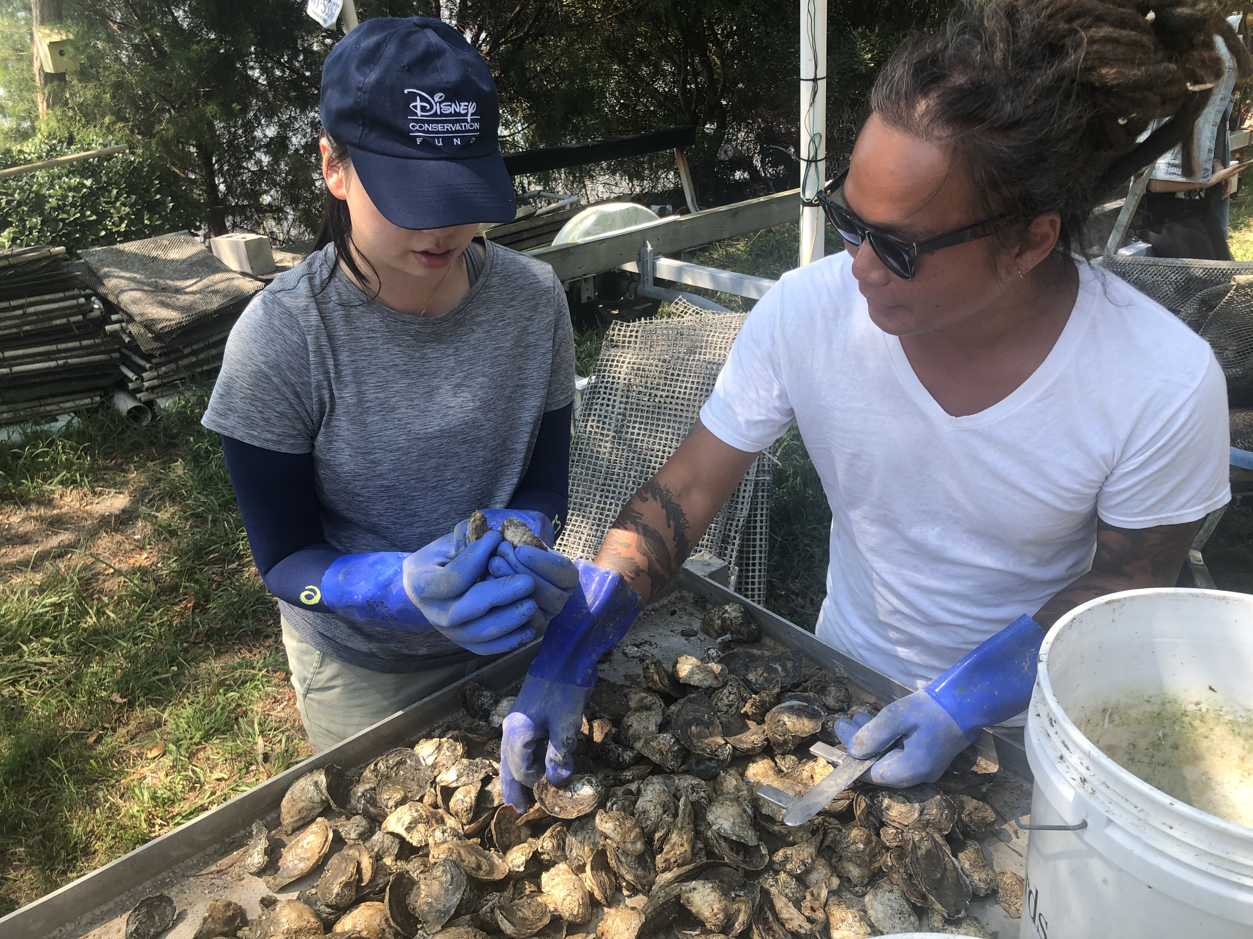 Oyster project