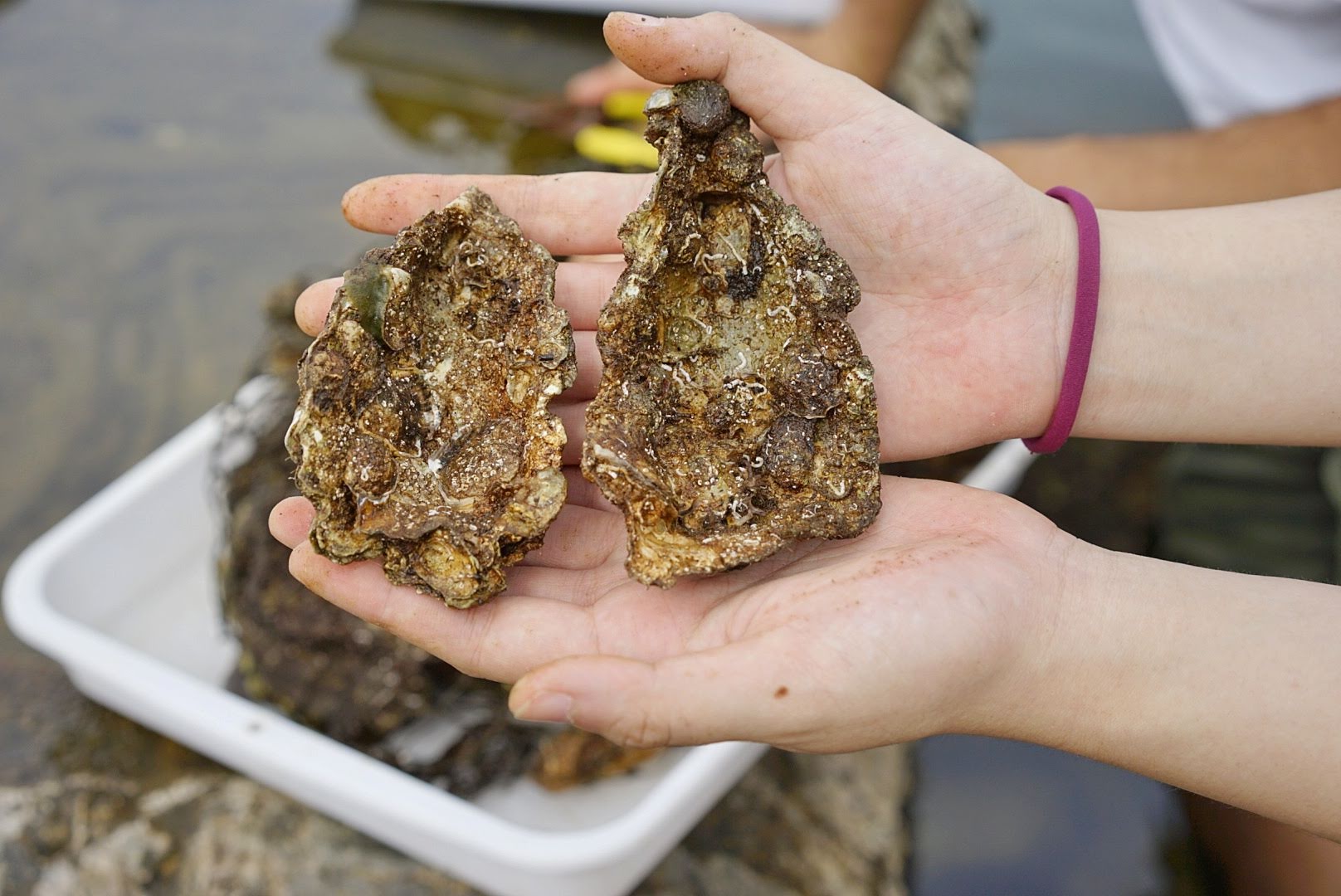 Oyster project