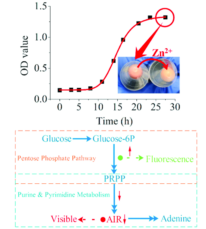 Adenine deficient yeast-cmyk