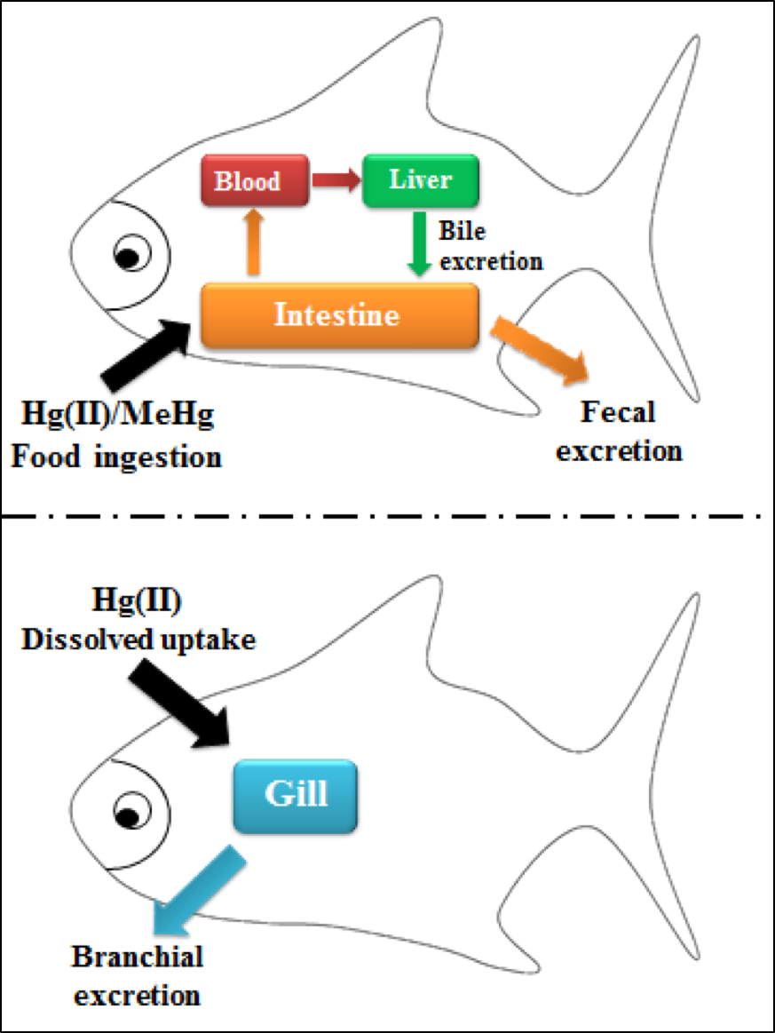 Determination of the low Hg accumulation in rabbitfish (Siganus canaliculatus) by various elimination pathways: