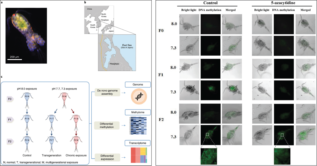 R-Epigenetic plasticity enables copepods1-c2-01
