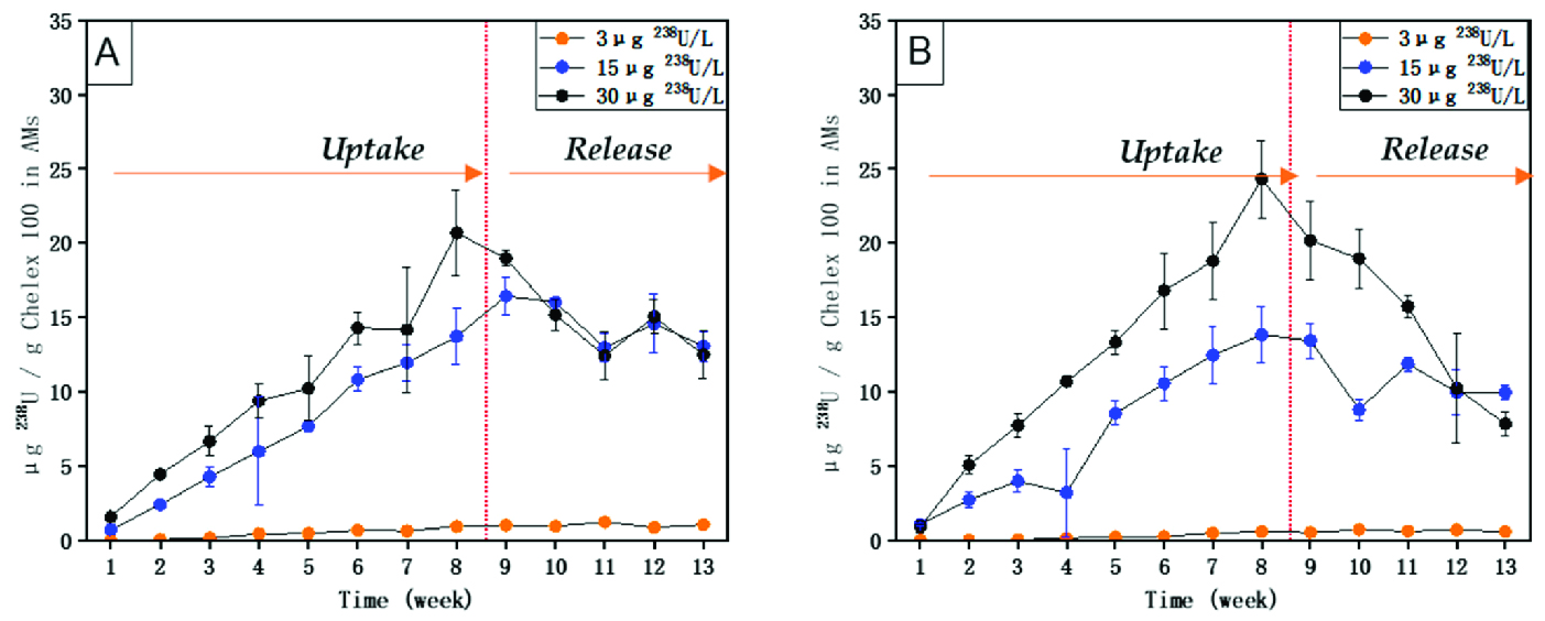 ArtificialMusselsANewToolforMonitoringRadionuclidesInAquaticEnvironments01