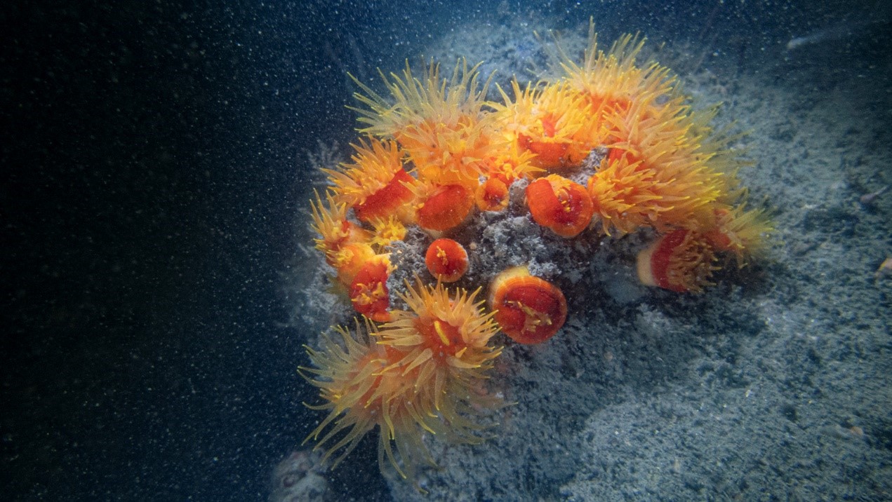 Figure 10: Sun coral in Devil’s Peak.