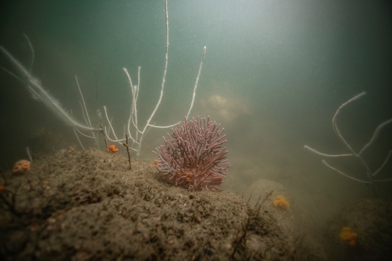 Figure 11: Octocoral in Devil’s Peak.