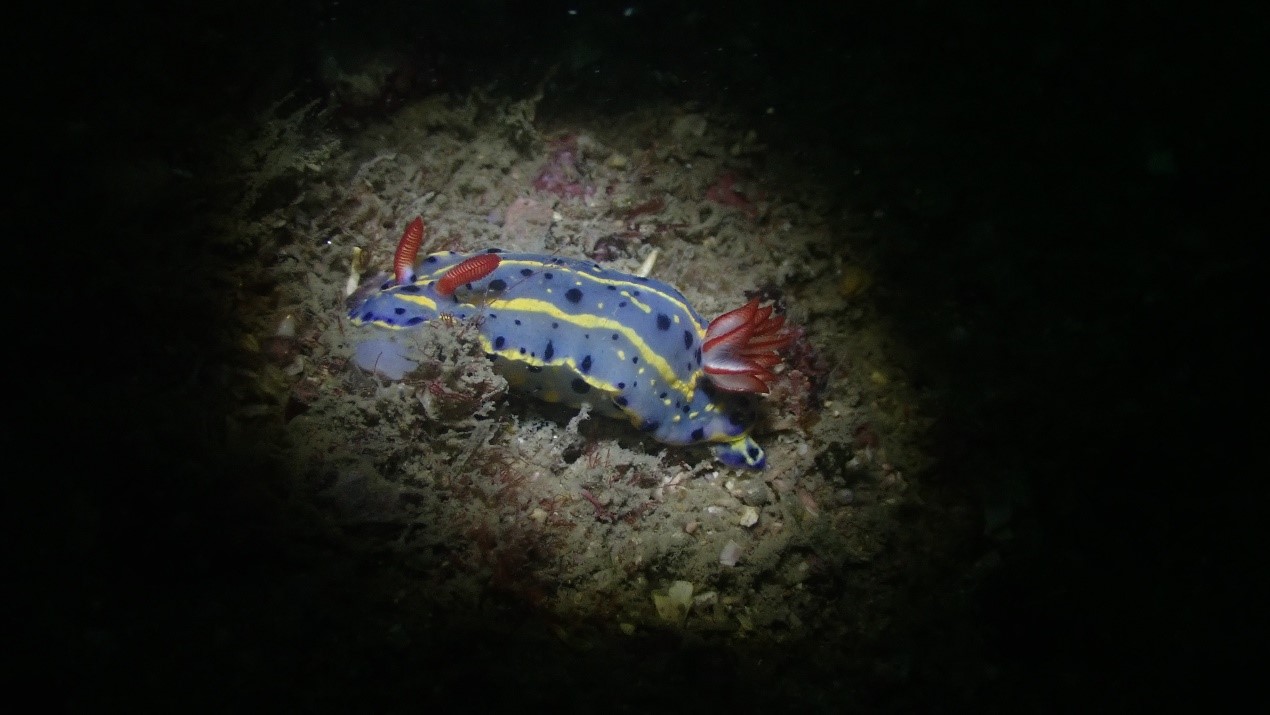 Figure 9: Discovery of Festive Sea Slug