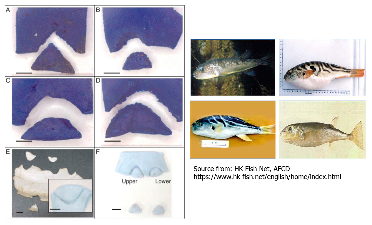 Characterisation of an unexplored group of microplastics from the South China Sea