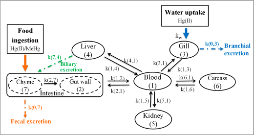 Determination of the low Hg accumulation in rabbitfish