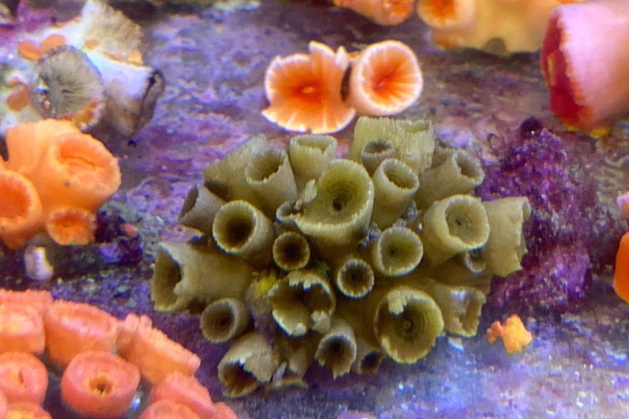 浸大團隊發現三種新石珊瑚