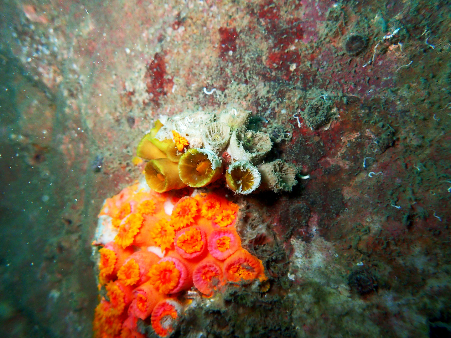 本港橫瀾島水域發現3新品種珊瑚