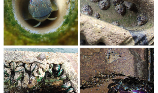 Provision of refugia and seeding with native bivalves can enhance biodiversity on vertical seawalls