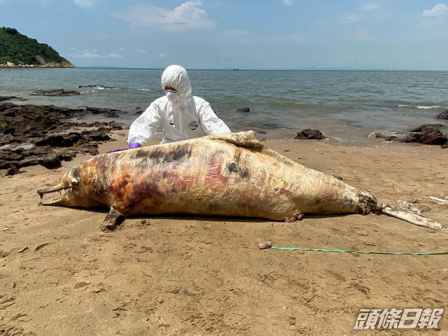 珠三角工業污水禍害 白海豚不育瀕死亡-頭條日報
