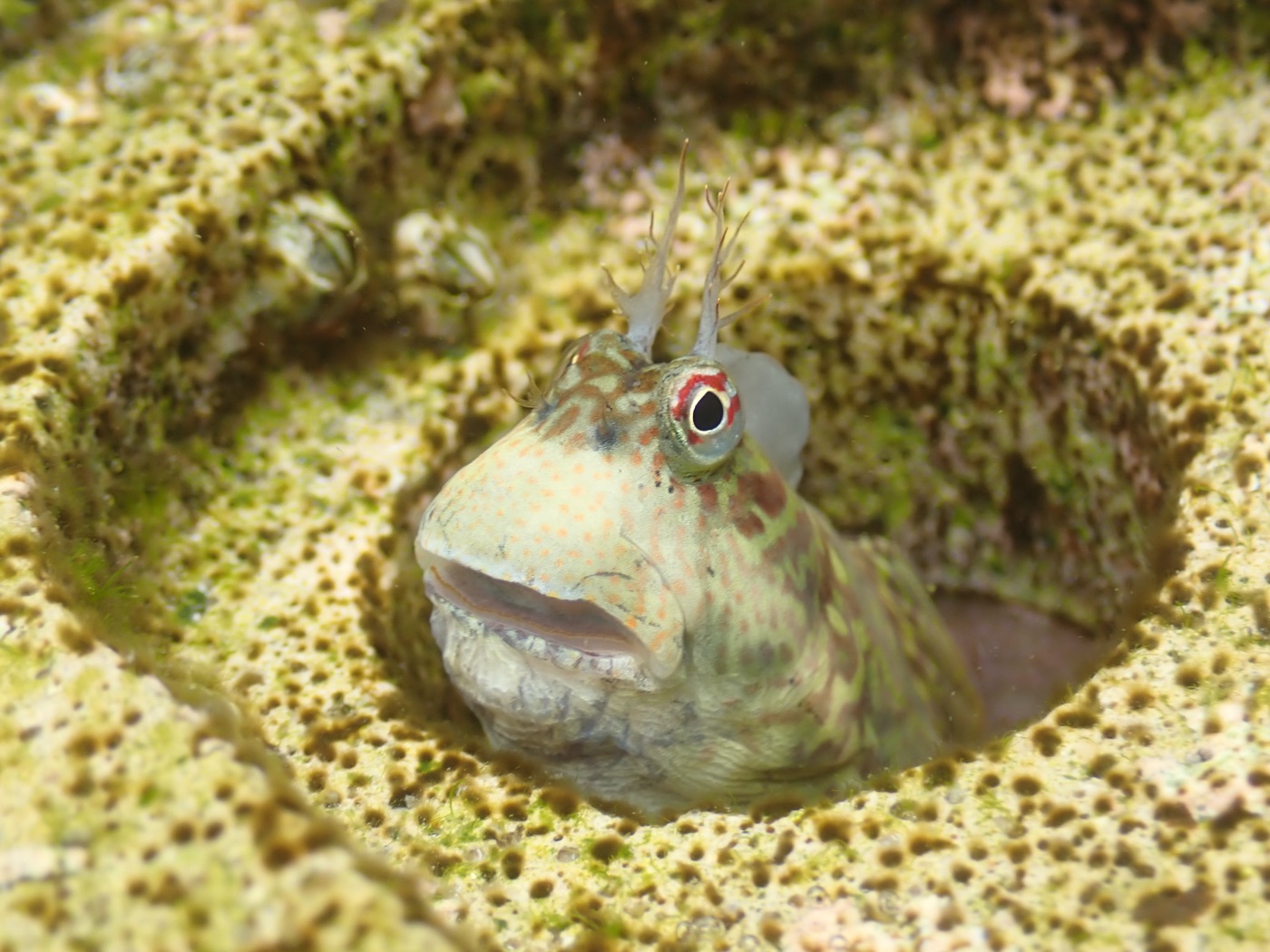 A blenny fish peers out from a hole in a CityUHK eco-shoreline fixture, ringed by algae.
