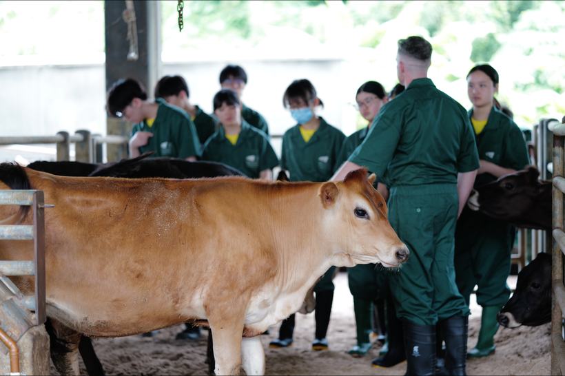 Veterinary students in green coveralls working with dairy cattle at the CityUHK teaching farm