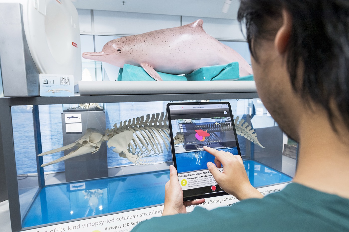 Visitors viewing cetacean and sea-turtle specimens at the "Story of the Ocean Giants" exhibition