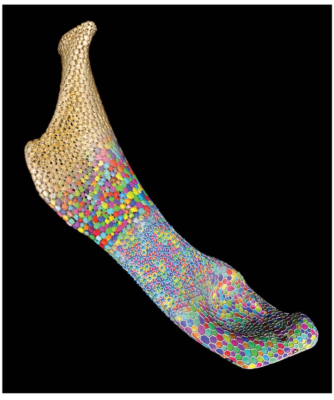 A stingray’s mineralised skeletal armour of tightly packed tesserae, the subject of the CityUHK-led study