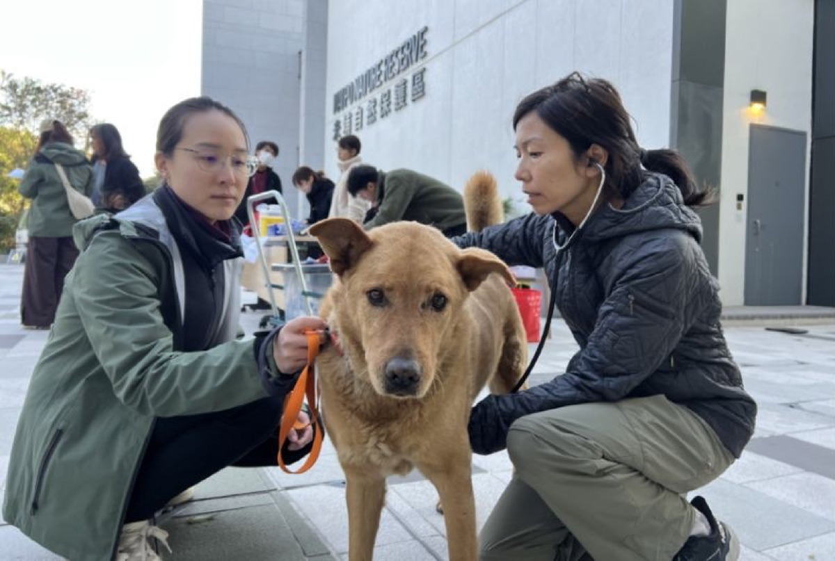 A VCOP veterinary clinic in progress in a Hong Kong community