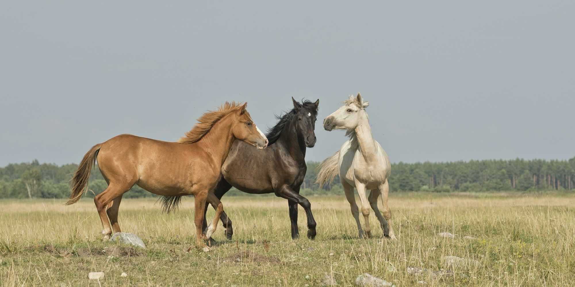 Three horses running together across a grassland