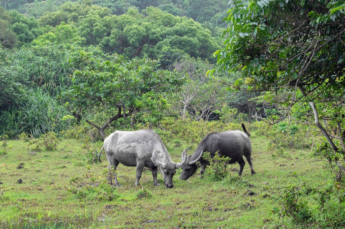 Feral water buffalo on Lantau Island, the subject of the CityUHK-led social-behaviour study